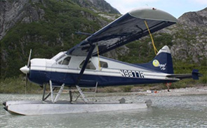 beaver
